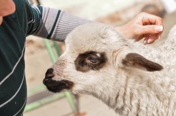 a person petting a baby goat