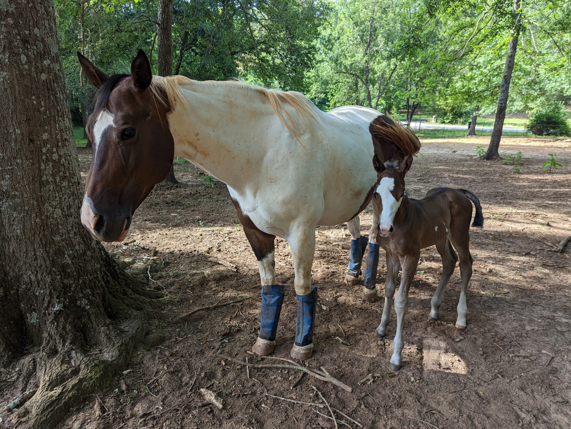 Emergency Services In Pendleton, SC | Country Creatures Veterinary Care