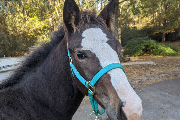 a horse with a blue halter