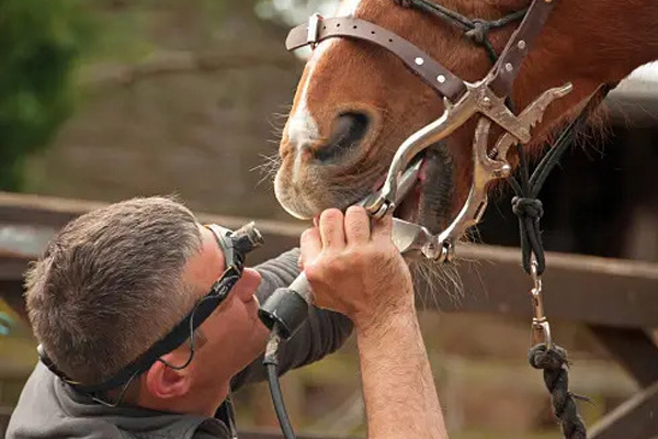 a person holding a device to a horse's mouth