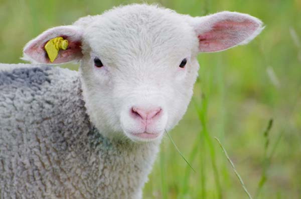 a close-up of a lamb