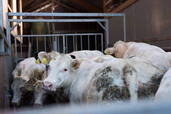 a group of cows in a pen