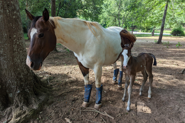 a horse and a foal standing in the dirt