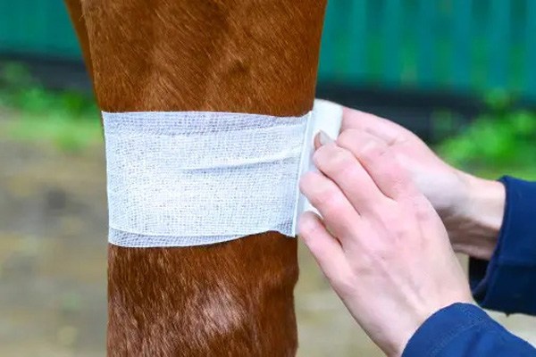 a person bandaging a horse's leg