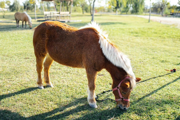 a horse eating grass on a leash