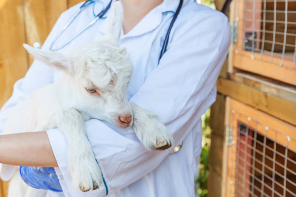 a person holding a baby goat
